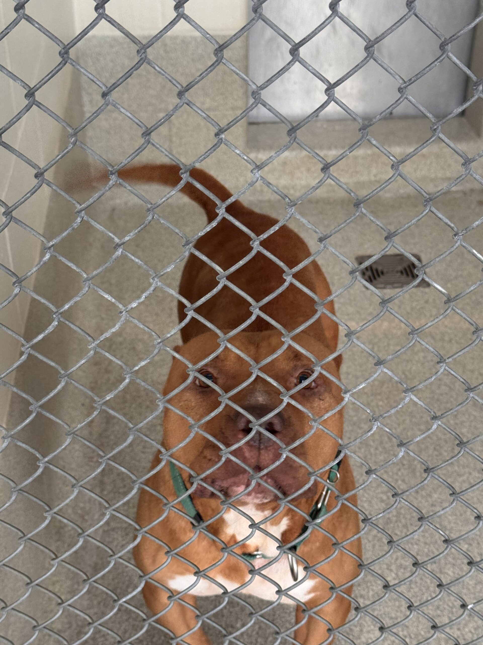 What Is Behavioral Euthanasia in Dogs?