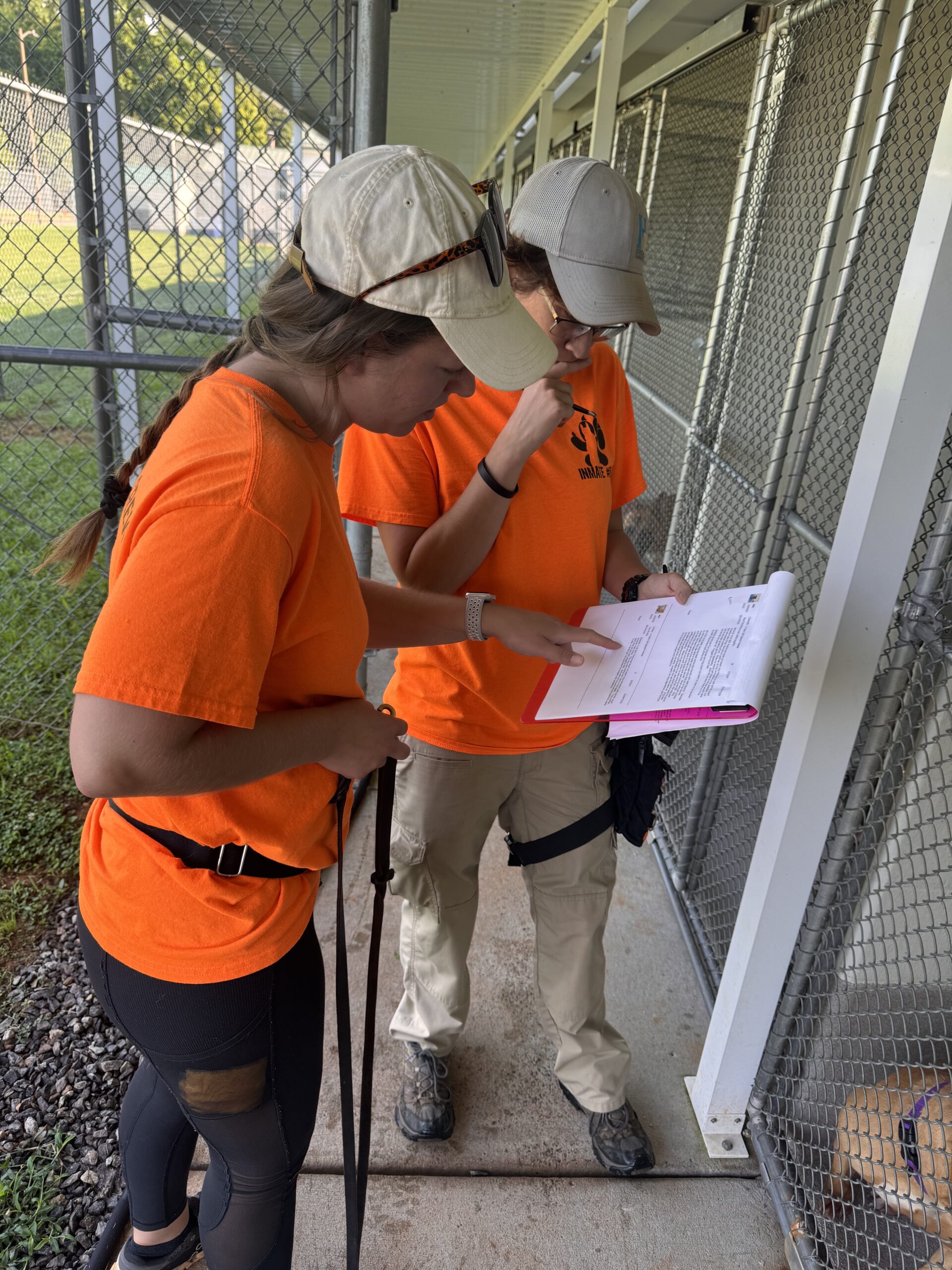 Dog Shelter Work As A Dog Trainer